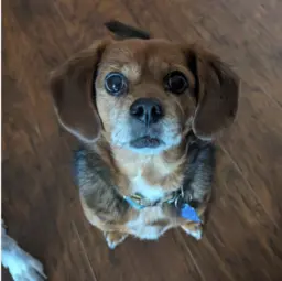 Picture of Rosie