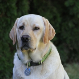 Picture of Tucker