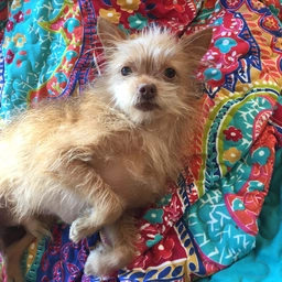 Picture of Jax