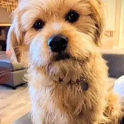 Picture of Simon