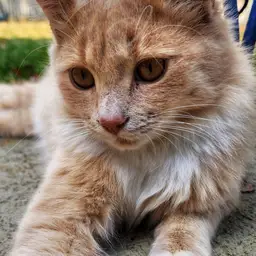 Picture of Ollie